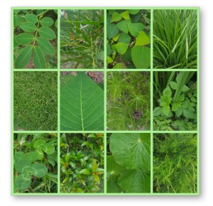 green collage